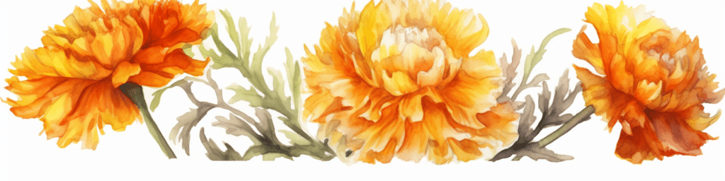 Œillet d'Inde deuil