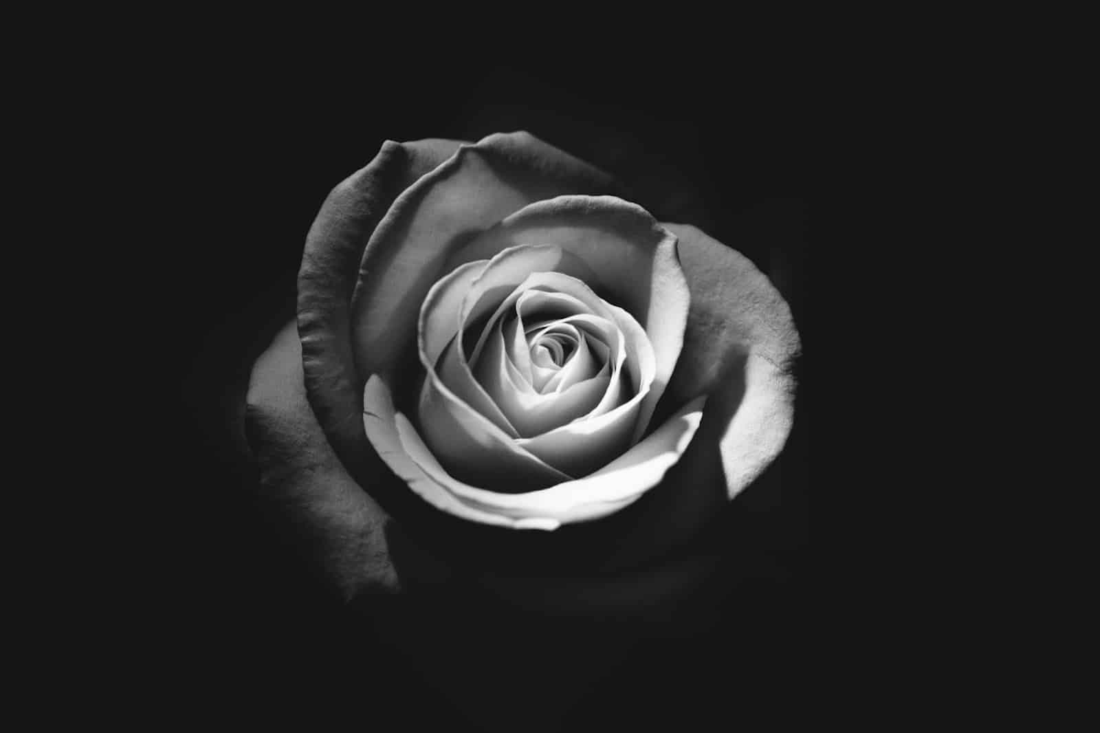 Fleur de deuil